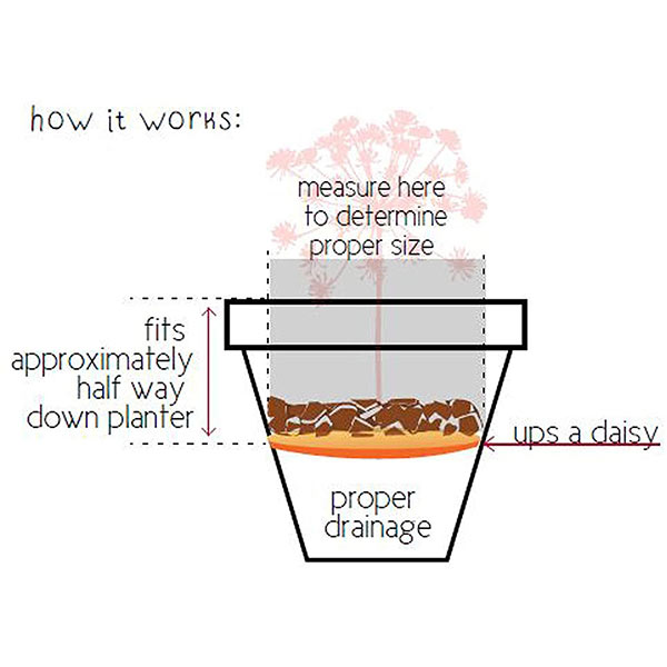 Ups-A-Daisy Square – Ups-A-Daisy