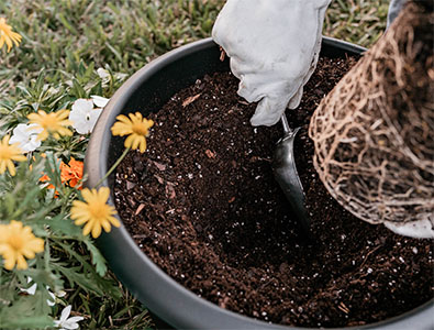 Step 5 Place plant in container