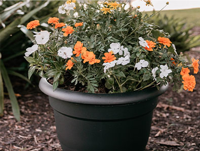 Step 6a Enjoy bigger blooms healthy plant in lightweight flower pot