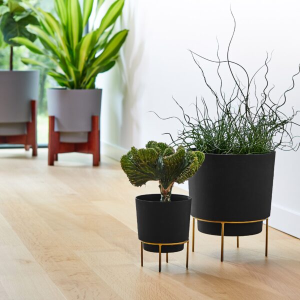 Hopson Gold Metal Base with Black Planters small and large with unusual plants set on beautiful hardwood floors