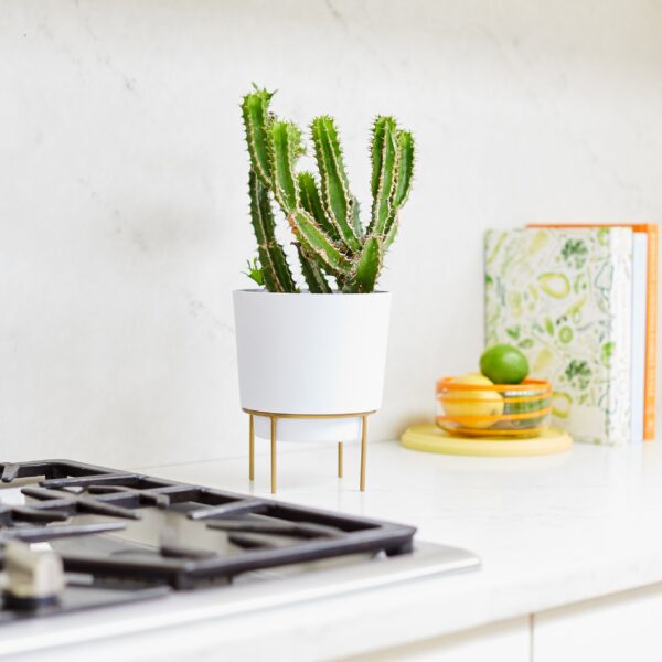 Hopson Gold Metal Base with Casper White Planter with Cacti Plant displayed in a bright airy kitchen
