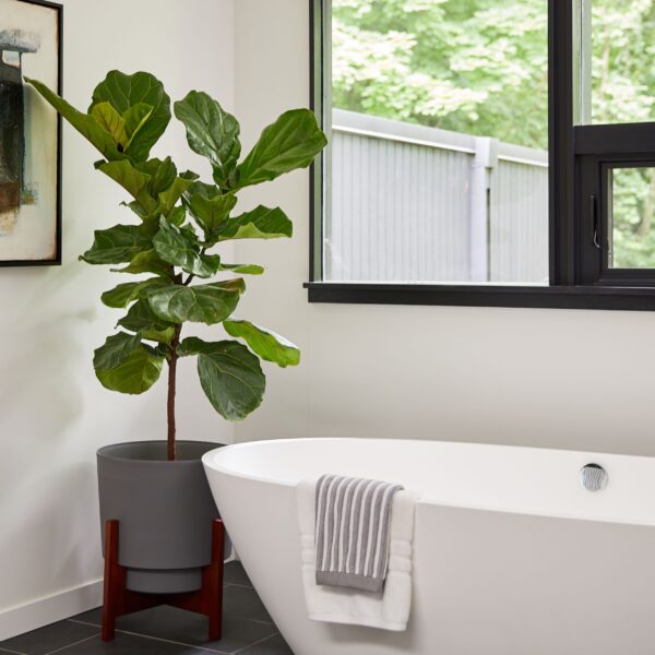 Hopson Wood Base with Gray Planter with Fiddle Leaf Plant in luxury Bathroom