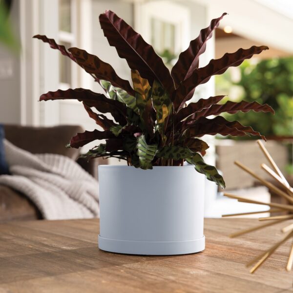 Mathers Misty Blue PLanter with exotic plant resting on a wooded coffee table