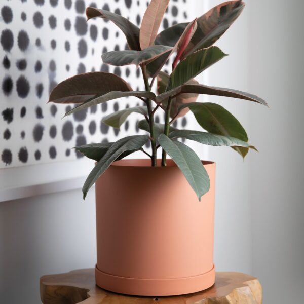 Mathers Muted Terra Cotta Planter with a lovely medium height plant on stool