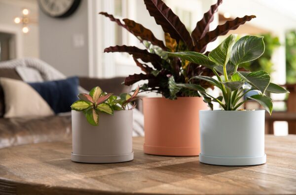 Mathers multi color Planters trio variety of plants resting on a wooded coffee table